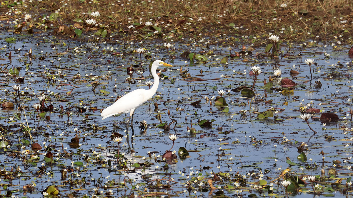 Intermediate Egret